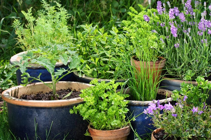 Here’s How You Can Protect Plants From Cold And Freezing Weather