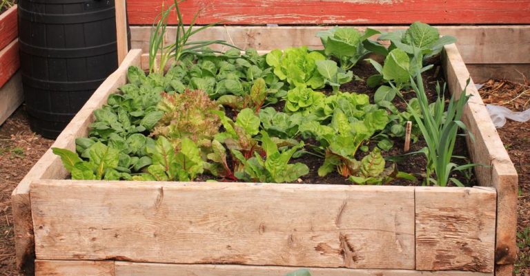 5 Tips For Growing Your First Garden